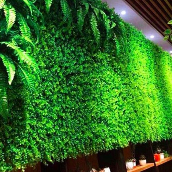 Thảm Cỏ Tai Chuột